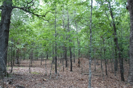 Lot 31 in Landings North Subdivision on Bull Shoals Lake - image 4