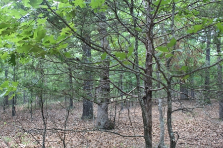Lot 31 in Landings North Subdivision on Bull Shoals Lake - image 6