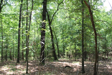 Lot 15 in Landings North Subdivision on Bull Shoals Lake - image 5