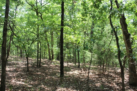 Lot 15 in Landings North Subdivision on Bull Shoals Lake - image 4