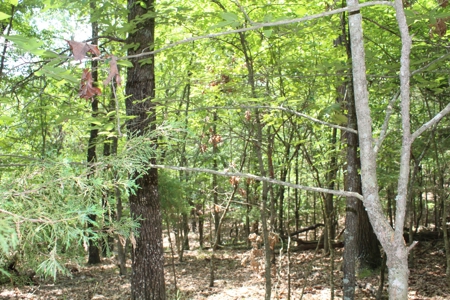 Lot 4 in Landings North Subdivision on Bull Shoals Lake - image 7