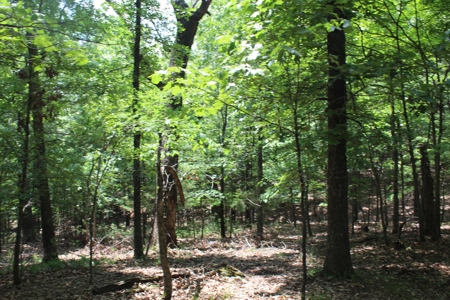 Lot 4 in Landings North Subdivision on Bull Shoals Lake - image 5
