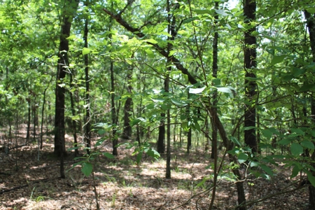 Lot 4 in Landings North Subdivision on Bull Shoals Lake - image 4
