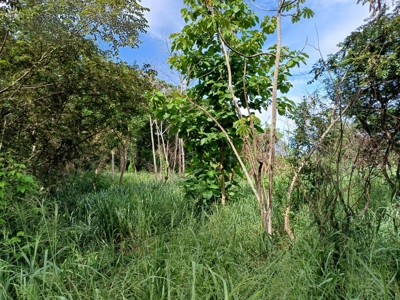 Las Uvas Land near the Vía Interamericana - image 6
