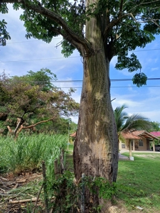 Las Uvas Land near the Vía Interamericana - image 4