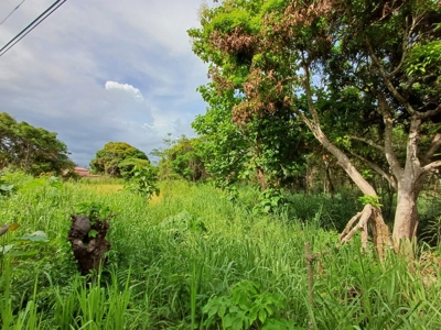 Las Uvas Land near the Vía Interamericana - image 8