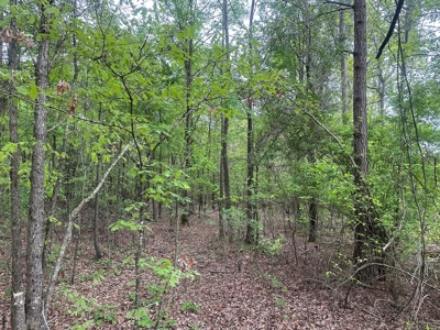 Hunting Property for Sale W/ RoW W/ Creek in Hempstead Co.! - image 10
