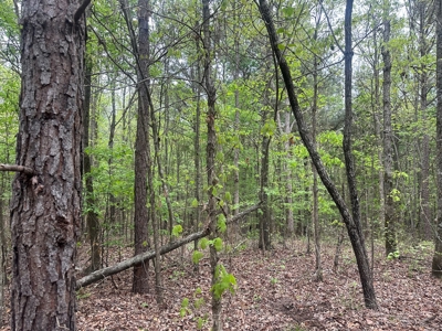 Hunting Property for Sale W/ RoW W/ Creek in Hempstead Co.! - image 6