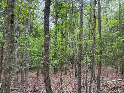 Hunting Property for Sale W/ RoW W/ Creek in Hempstead Co.! - image 3
