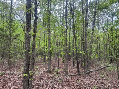 Hunting Property for Sale W/ RoW W/ Creek in Hempstead Co.! - image 7