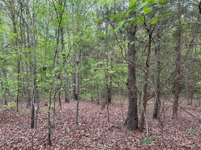 Hunting Property for Sale W/ RoW W/ Creek in Hempstead Co.! - image 4