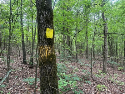 Hardwood Hunting Land W/ Creek for Sale near Nashville, AR - image 1
