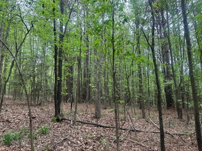 Hardwood Hunting Land W/ Creek for Sale near Nashville, AR - image 13