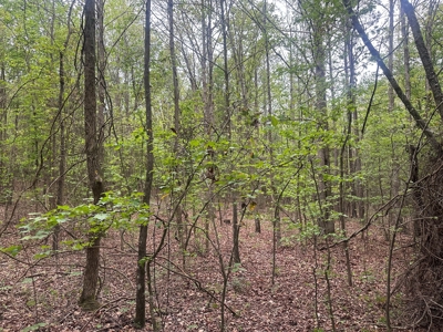 Hardwood Hunting Land W/ Creek for Sale near Nashville, AR - image 20