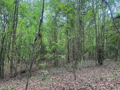 Hardwood Hunting Land W/ Creek for Sale near Nashville, AR - image 18