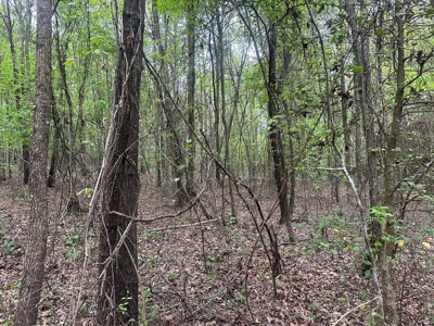 Hardwood Hunting Land W/ Creek for Sale near Nashville, AR - image 22