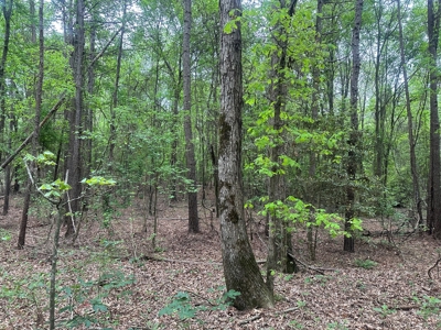 Hardwood Hunting Land W/ Creek for Sale near Nashville, AR - image 5