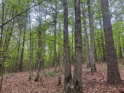 Hardwood Hunting Land W/ Creek for Sale near Nashville, AR - image 14