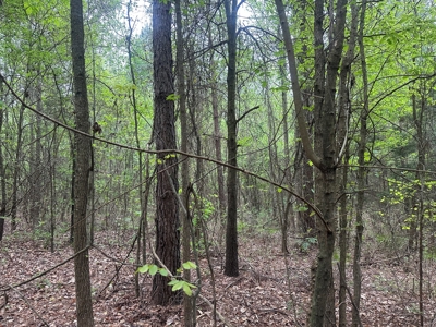 Hardwood Hunting Land W/ Creek for Sale near Nashville, AR - image 4
