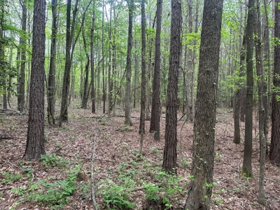 Hardwood Hunting Land W/ Creek for Sale near Nashville, AR - image 7