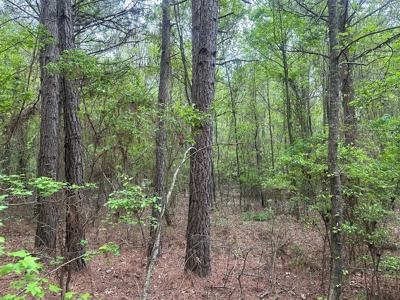 Hardwood Hunting Land W/ Creek for Sale near Nashville, AR - image 3