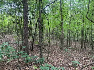 Hardwood Hunting Land W/ Creek for Sale near Nashville, AR - image 2