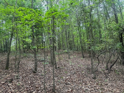 Hardwood Hunting Land W/ Creek for Sale near Nashville, AR - image 17