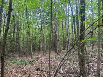 Hardwood Hunting Land W/ Creek for Sale near Nashville, AR - image 15