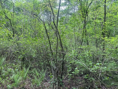 Hardwood Hunting Land W/ Creek for Sale near Nashville, AR - image 11