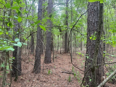 Hardwood Hunting Land W/ Creek for Sale near Nashville, AR - image 9