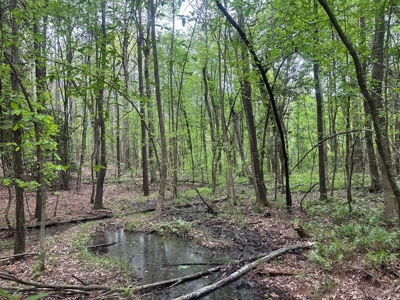Hardwood Hunting Land W/ Creek for Sale near Nashville, AR - image 8