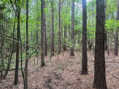 Hardwood Hunting Land W/ Creek for Sale near Nashville, AR - image 10