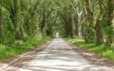 60 Acre Farm For Sale In Mcalpin Fl!! - image 49