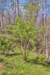 Country Home for Sale in Lewis County, Tennessee - image 46