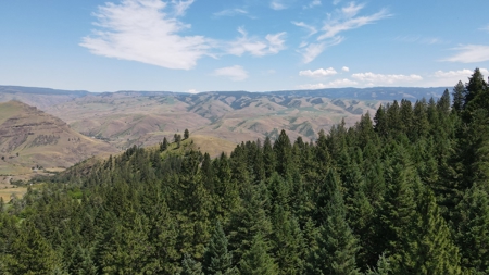Land for Sale in White Bird, Idaho - image 6