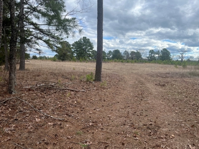 120 Acres of Land for Sale in Dallas County Arkansas - image 2