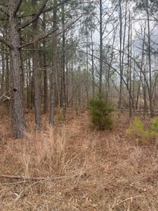 120 Acres of Land for Sale in Dallas County Arkansas - image 9