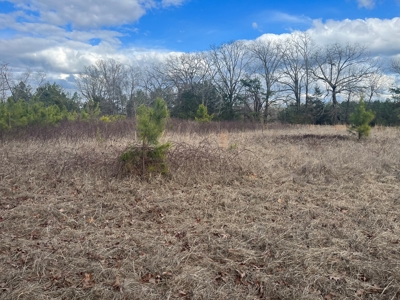 120 Acres of Land for Sale in Dallas County Arkansas - image 6