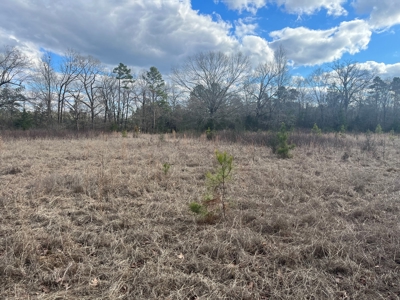 120 Acres of Land for Sale in Dallas County Arkansas - image 7