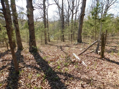 Hunting Property Bordering Ozark National Forest For Sale - image 14
