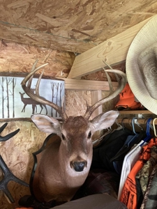 Hunting Property Bordering Ozark National Forest For Sale - image 45