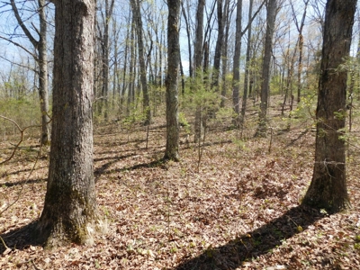 Hunting Property Bordering Ozark National Forest For Sale - image 2