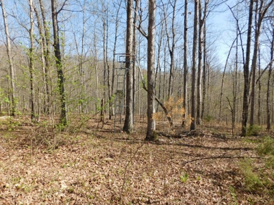 Hunting Property Bordering Ozark National Forest For Sale - image 15