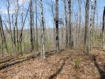 Hunting Property Bordering Ozark National Forest For Sale - image 12