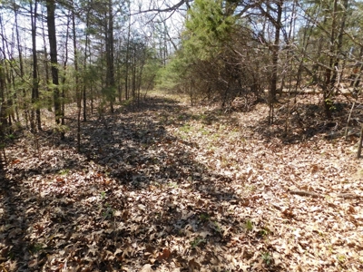 Hunting Property Bordering Ozark National Forest For Sale - image 17
