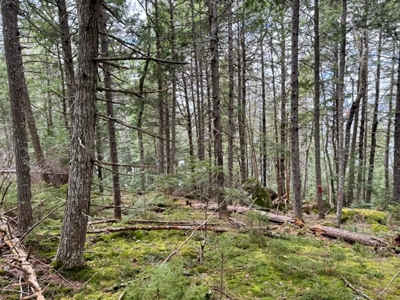 Cold Stream Pond Lakefront Property - image 6