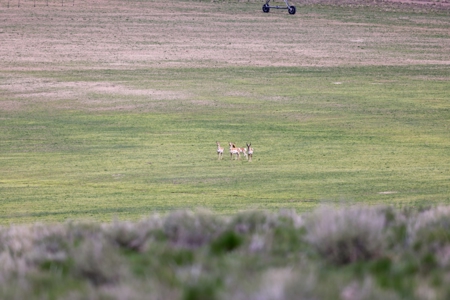 Eastern Oregon Silver Sage Farm - image 34