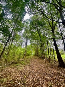 The Chambers Farm - image 12