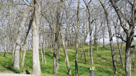 Home and Acreage For Sale - image 37