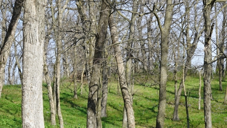 Home and Acreage For Sale - image 38